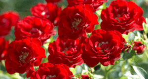 Роза Аделаида Без качулка в разцвет - яркочервени пъпки