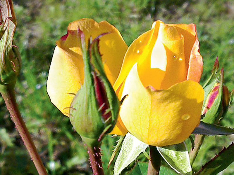 Във вашия район може да се засади жълта канадска роза.