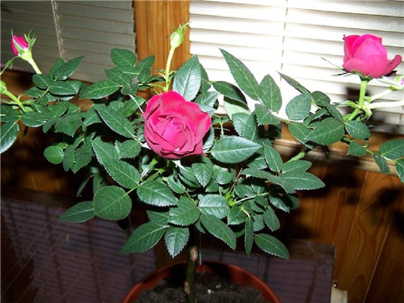 Характеристики на осветление за закрити рози у дома