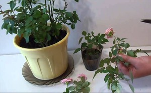 Начини за адаптиране на вътрешните рози към домашните условия