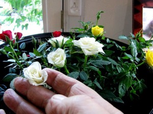Характеристики на грижата за закрити рози