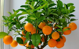 Come far crescere un mandarino da un osso a casa