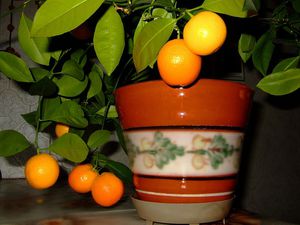 Innesto dell'albero di mandarino