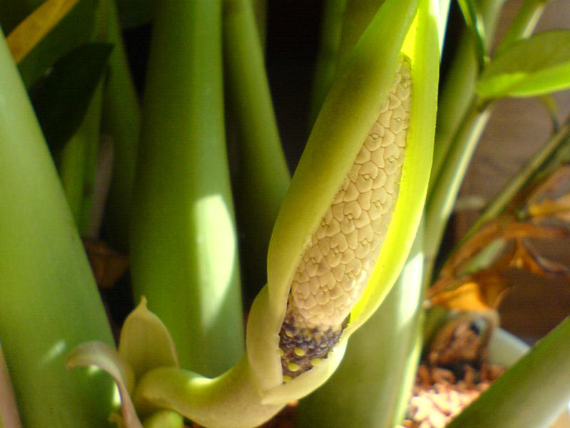 Kenmerken van het planten van een plant zamioculcas