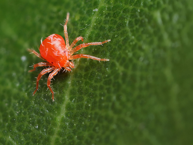 Spider mite sa mga dahon