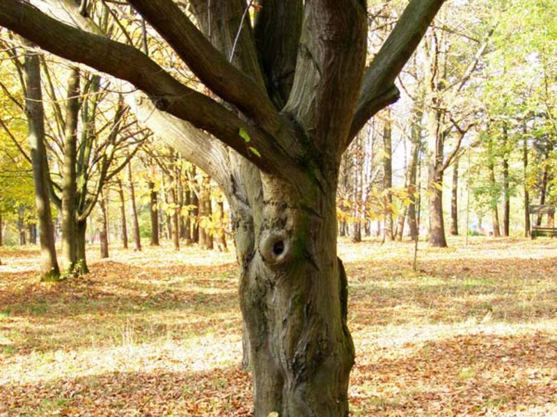 Raguočių medis ir jo mediena