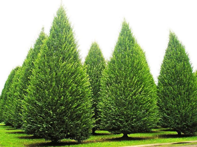 Koks yra raguočių medžio auginimo ypatumas
