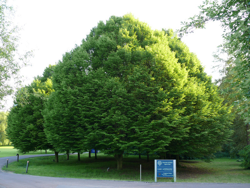 Descrizione dell'albero di carpino