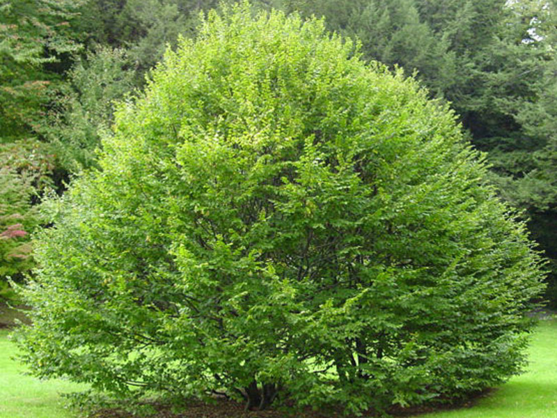 Характеристики на грижата за дървото габър