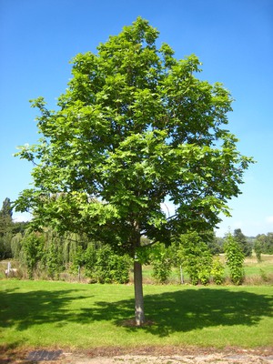 Frassino: descrizione, foto dell'albero e delle foglie