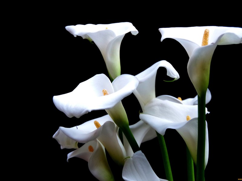 Paano lumikha ng mga kundisyon para sa mga calla lily