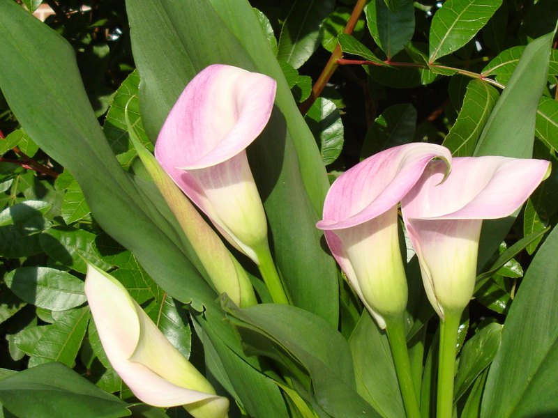 Sorte cvijeta Calla