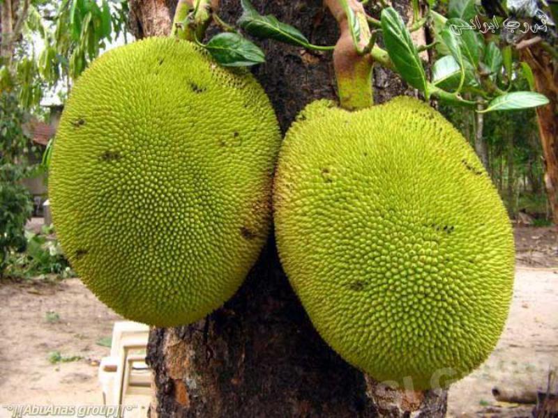 Paano ginagamit ang breadfruit