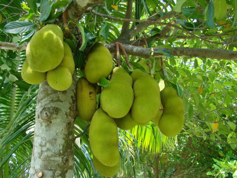 Breadfruit hitsura