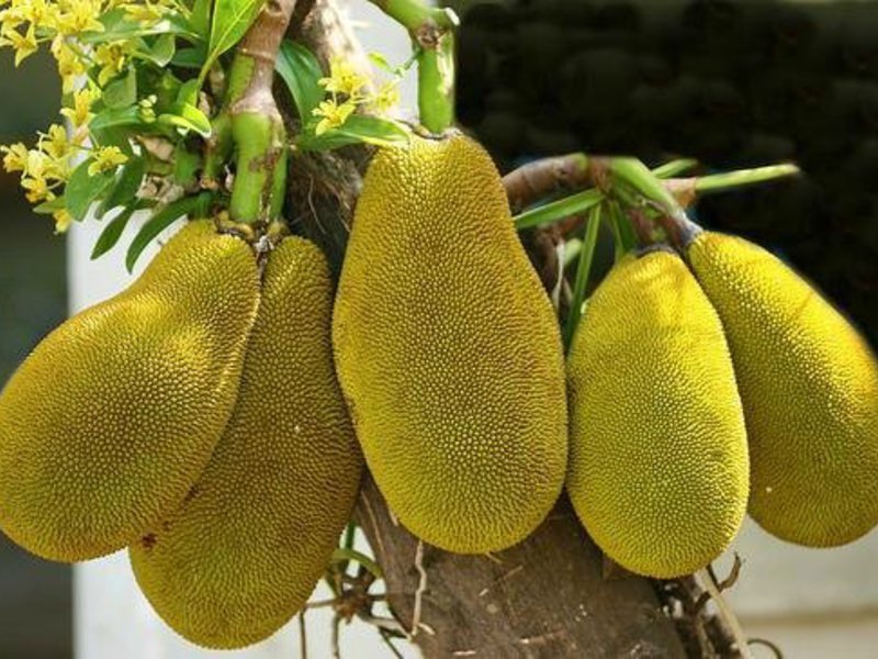 Saang rehiyon lumalaki ang fruitfruit