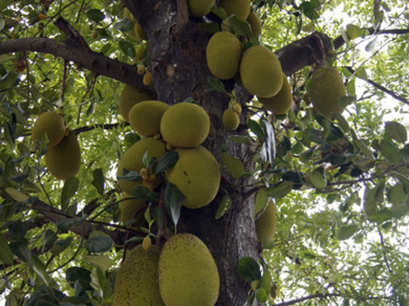 Kako stablo krušnog voća donosi plodove