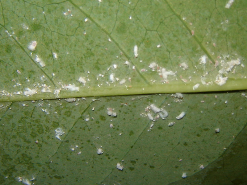 Женският червей на гърба на листа