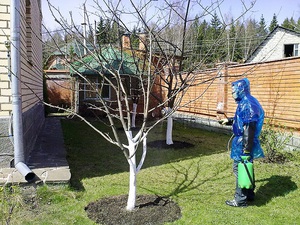 Apdoroti obelis: kaip jas pavasarį apsaugoti nuo ligų ir kenkėjų
