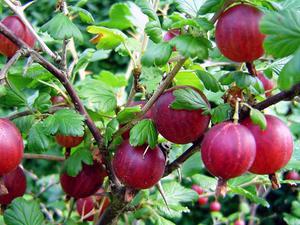 Come piantare uva spina e prendersi cura