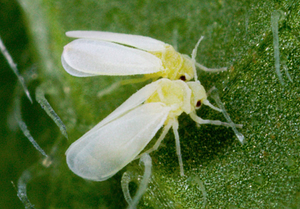 Nakikipaglaban sa whitefly sa mga panloob na halaman