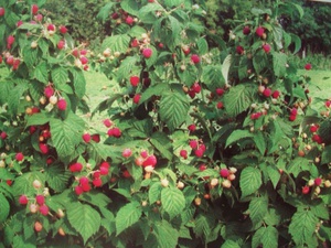Paano protektahan ang mga raspberry mula sa mga peste