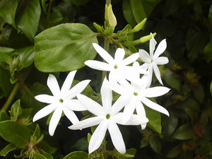 Paano mapalago ang jasmine