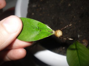 Razmnožavanje zamiokulkas: list i na druge načine