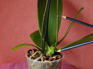 Caratteristiche della cura delle orchidee