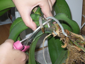 Come trapiantare un'orchidea a casa