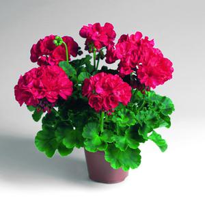 Pelargonium zoninė - tai ryškiai raudonos gėlės, labai vešlios.