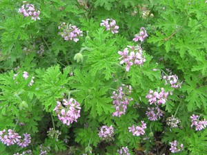 Kvapusis Pelargonium yra naudingas augalas sveikatai.