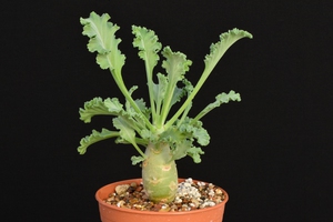 Pelargonium Klingardtense yra labiausiai neįprasta pelargonijų rūšis.