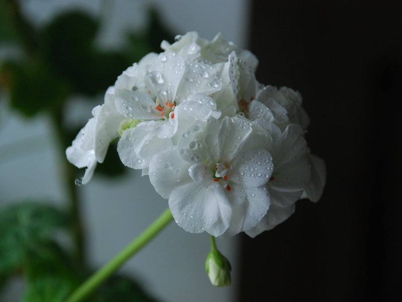 Balta pelargonija - gėlę galima pamatyti nuotraukoje.