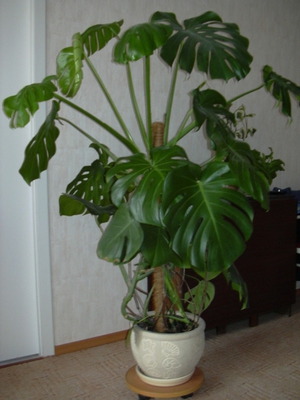 Rūpinimasis monstru namuose, augalo nuotrauka