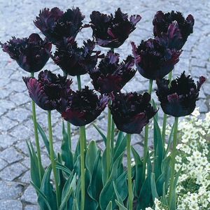 Varietà di tulipani esistenti