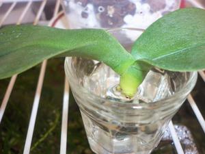 Germogli di orchidea Phalaenopsis in un bicchiere d'acqua