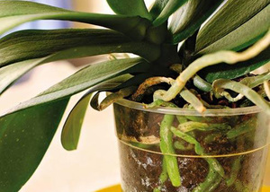 Un'orchidea senza radici può essere rianimata in acqua con l'alimentazione.