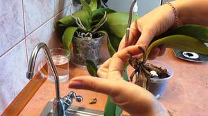 Salviamo l'orchidea a casa: nuove radici appariranno con la dovuta cura