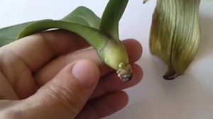 Un'orchidea cresce senza radici in un contenitore d'acqua