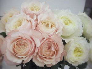 Букетът от рози божур е много красив.