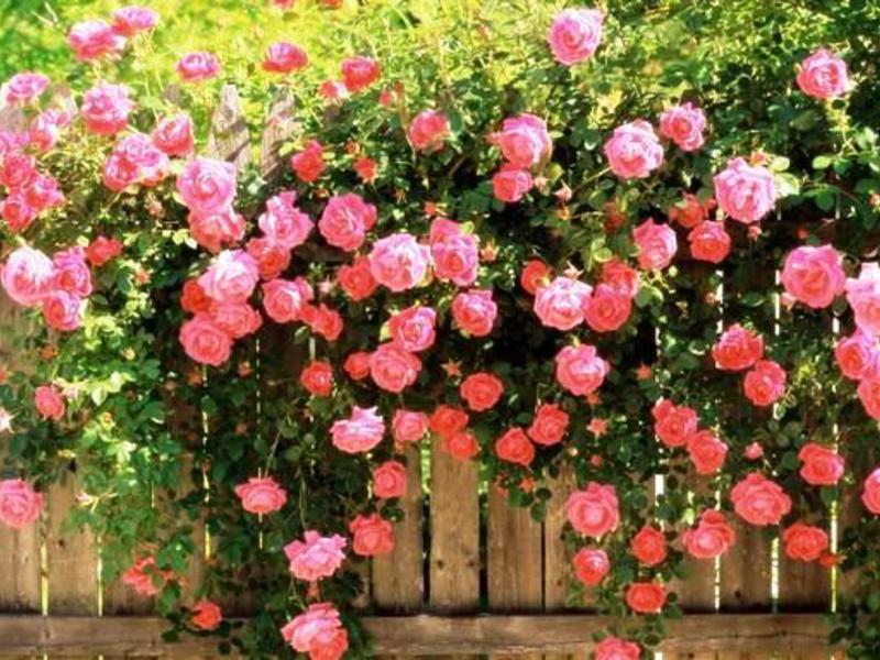 Живият плет от божур роза е много красив.