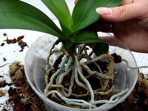 Mga tampok ng transplant ng orchid