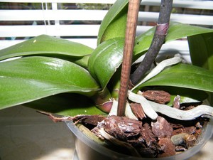 Mga panuntunan sa pangangalaga ng orchid
