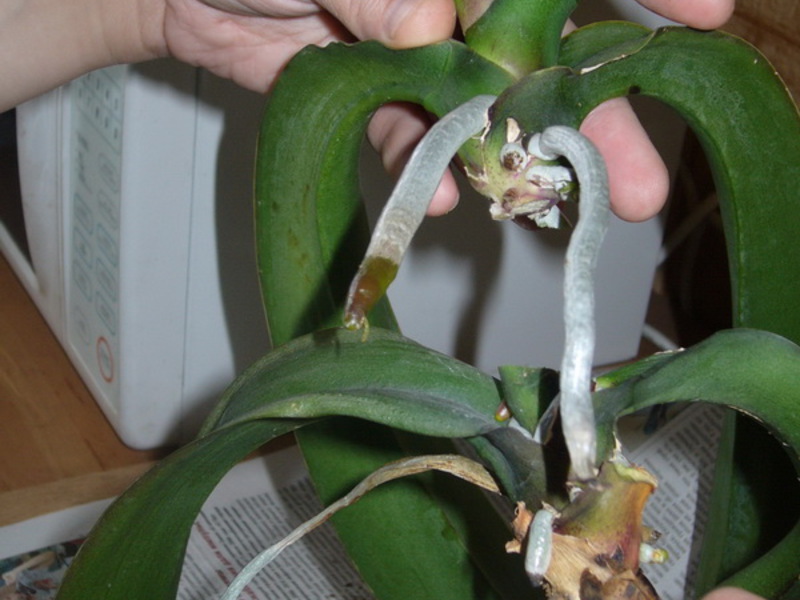 Paano magpalaganap ng isang orchid