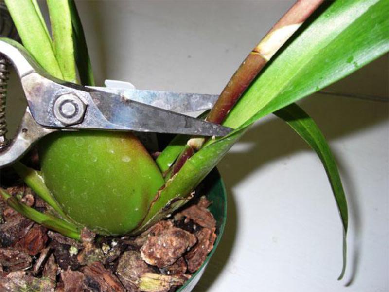 Paano mag-aalaga para sa isang orchid