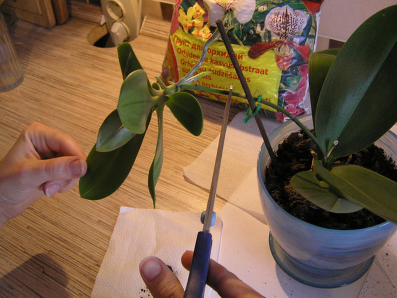 Orchid transplant sa bahay