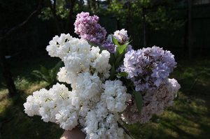 Люляк: снимка на цвете и разнообразие от сортове