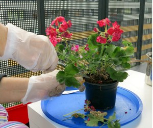 Mga tampok ng transplanting room geranium