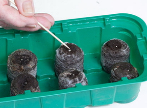 Il metodo di propagazione del pelargonium da parte dei semi