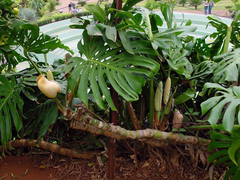 Descrizione della pianta-liana in condizioni naturali di crescita